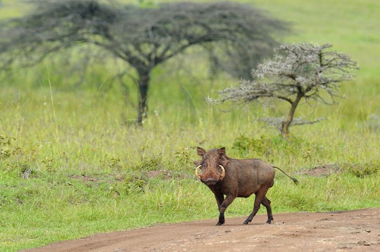 phacochere safari kenya