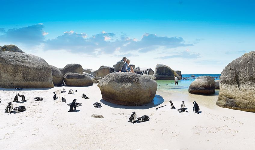 pingouins sur la plage de Boulders Beach