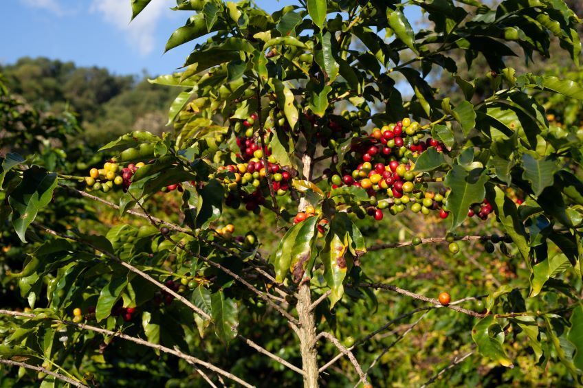 plant de café guadeloupe