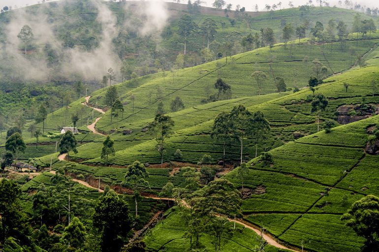 plantation the sri lanka