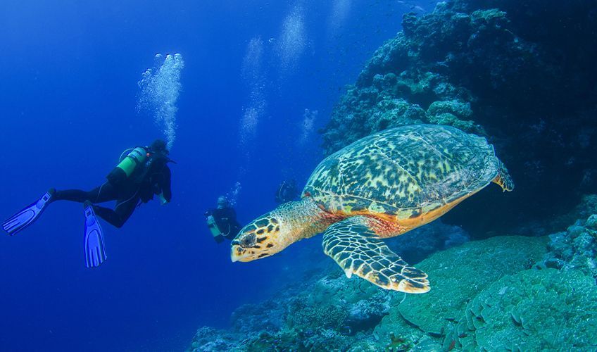 plong�e bouteille avec les tortues aux Seychelles