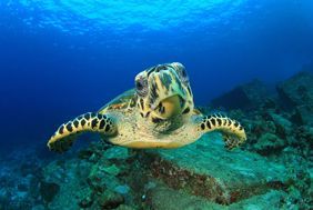 Peut-on plonger aux Maldives avec des enfants ?
