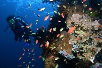 plongee bali poissons plongee poissons bali