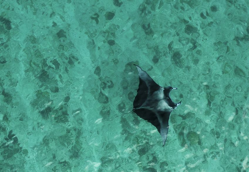 plongee raie manta maldives