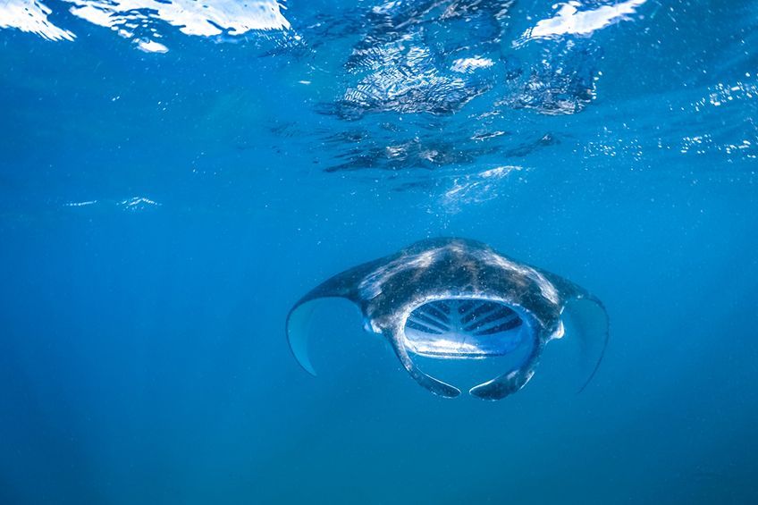 plongee raie manta maldives