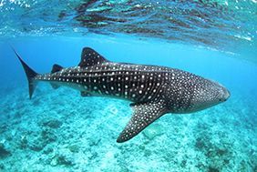 Plongée avec les raies manta et le requin-baleine aux Maldives