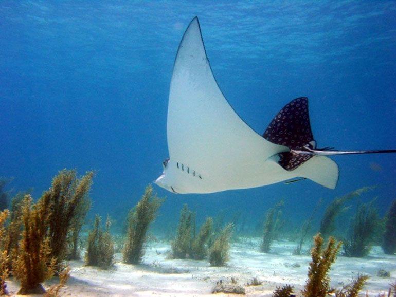 plongee san salvador bahamas