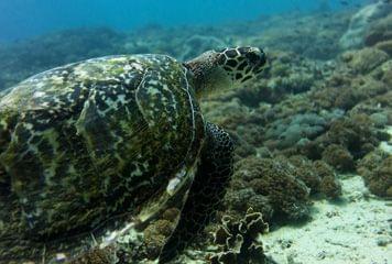 plongée ou snorkeling à nusa penida plongée ou snorkeling à nusa penida