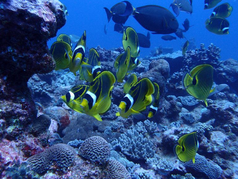 poissons plongee rodrigues