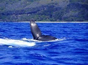 Top 5 des destinations où observer les baleines