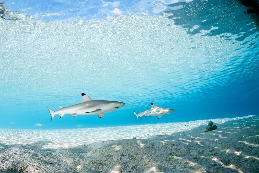 reunion requins
