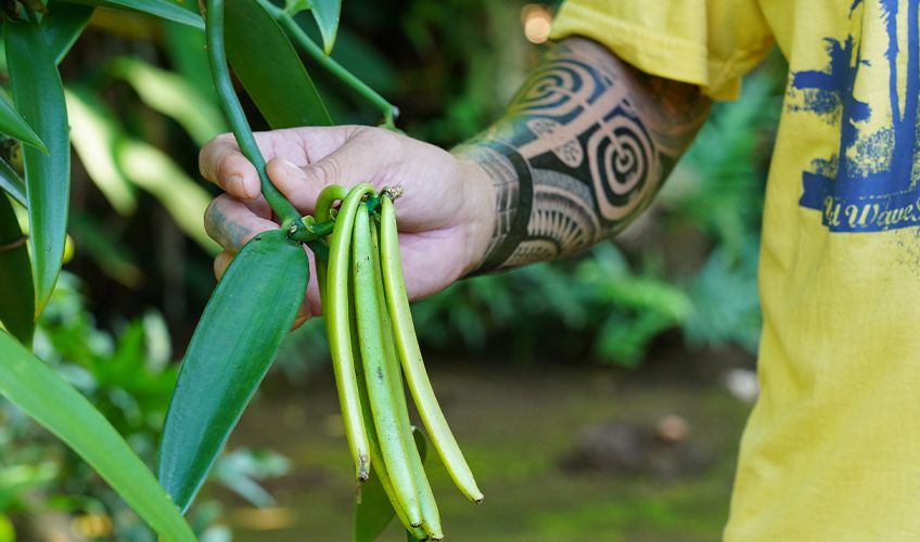 plant de vanille  Raiatea en Polynsie