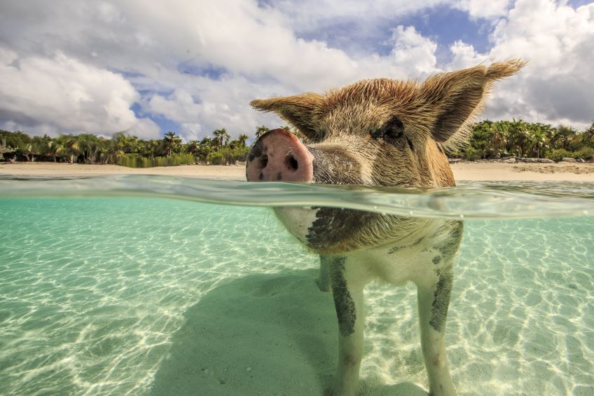 fameux cochons nageurs aux Bahamas