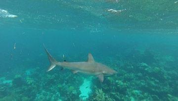 requin abacos