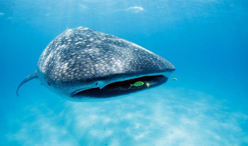 requin balaine dans les eaux de Mafia Island � Zanzibar