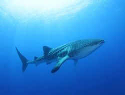 Nagez avec les requins baleines aux Maldives