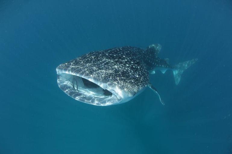 Nagez avec les requins baleines aux Maldives
