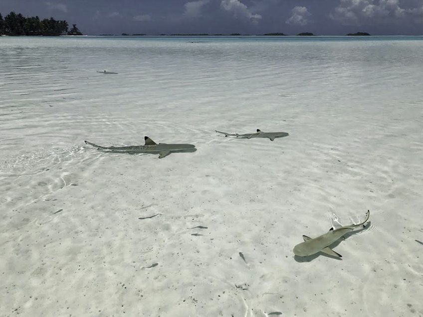 requins pointes noires rangiroa polynesie