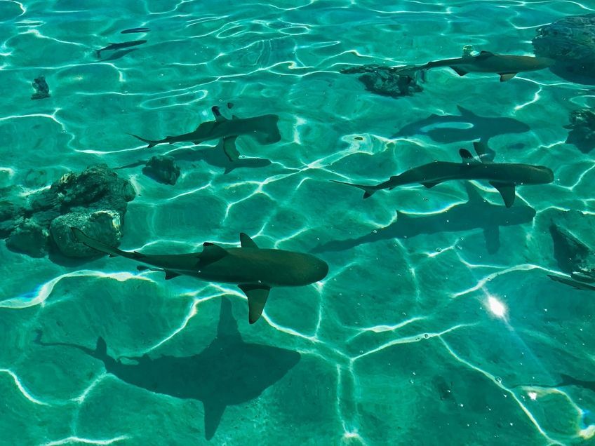 requins pointes noires bora bora