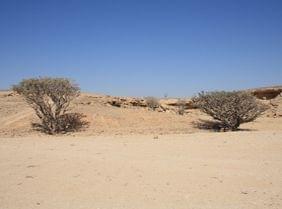 La rserve d'Al-Wusta  Oman : paradis des amoureux de la faune !