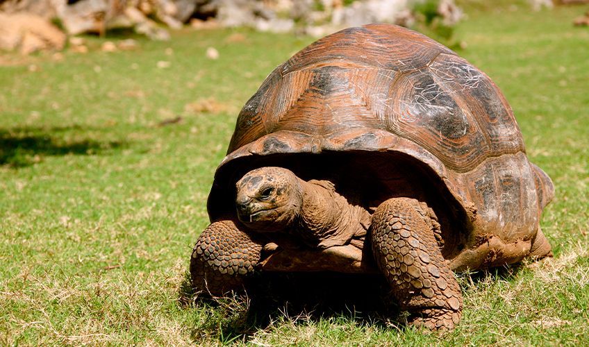 tortue à la réserve Francois Leguat à rodrigues