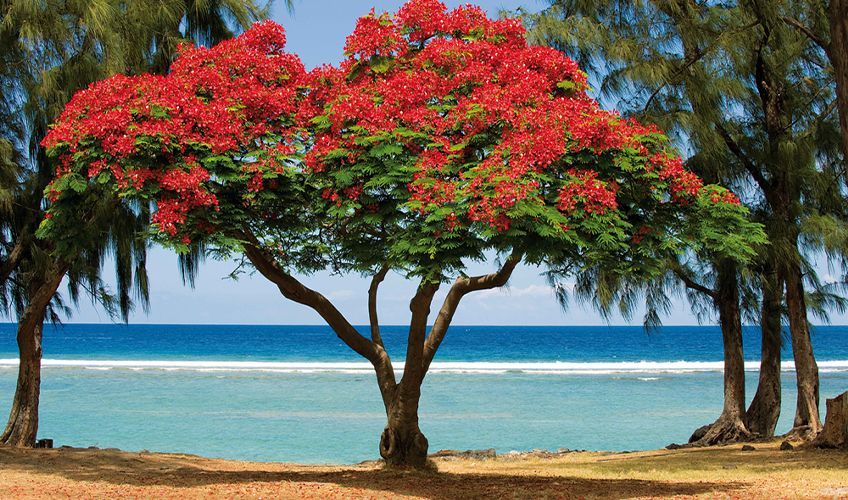 flamboyant au bord de la plage à la Réunion