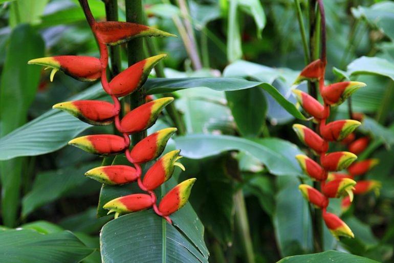 fleurs jardin reunion