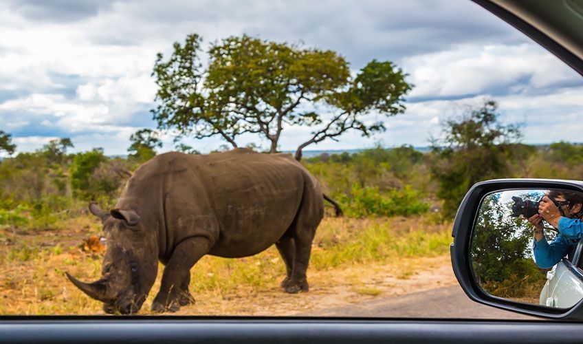 rhinoceros � travers la fen�tre d'une voiture dans le parc Kruger en Afrique du Sud