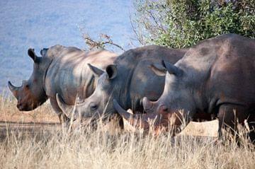 Rhinoceros blancs Hluhluwe Umfolozi