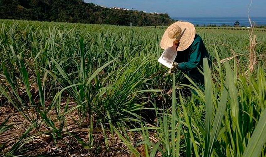 récolte des cannes à sucre en Martinique