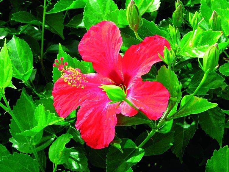 fleurs jardin rodrigues