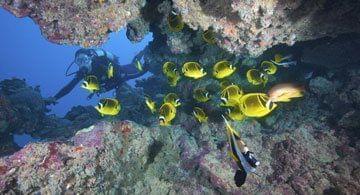 Plonger au coeur d'une faune marine d'exception  l'le Rodrigues