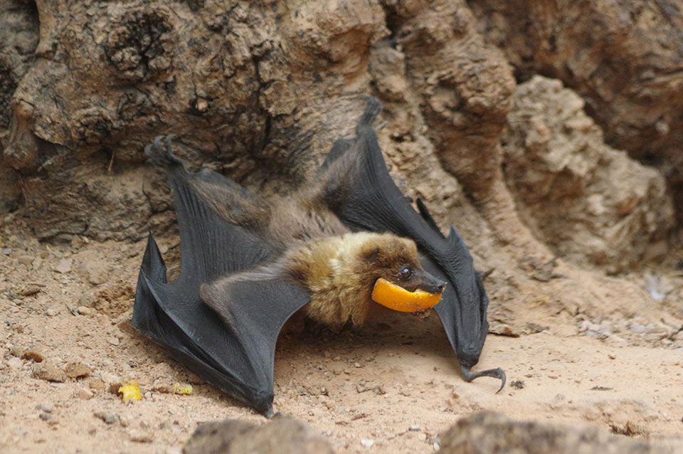 roussette, dite renard volant de Rodrigues