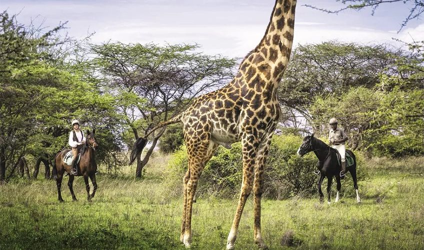 cavaliers  cheval face  une girafe pendant un safari au Kenya