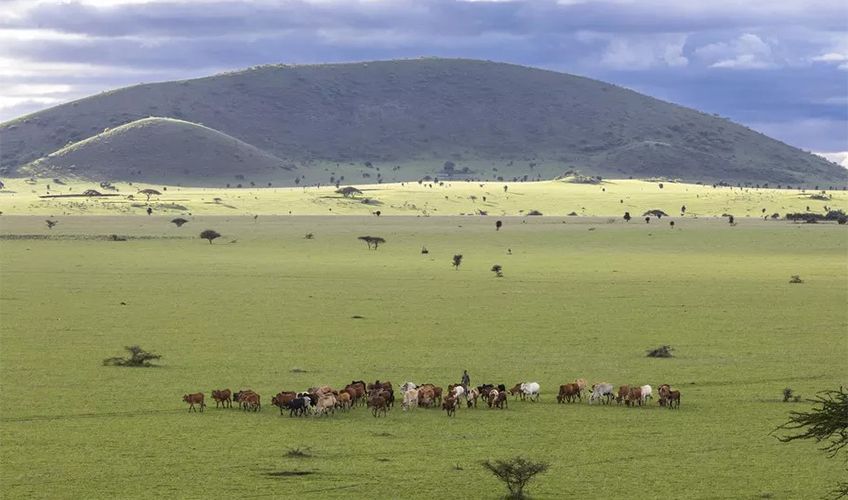 plaine Kenya avec agriculteur et chevaux