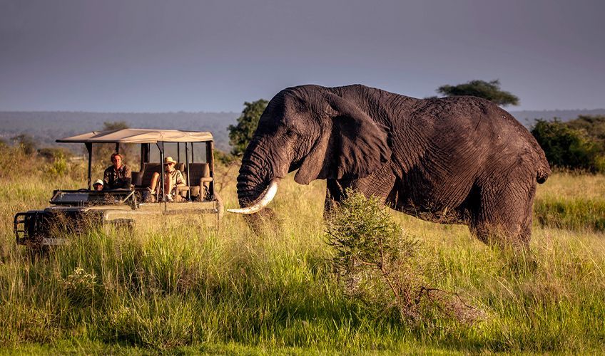 éléphant à côté d'une jeep en plein safari au Kenya