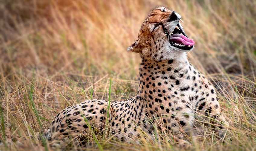 Gupard pendant un safari en Tanzanie
