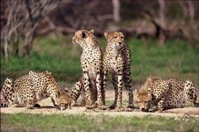 Top 5 de nos plus belles expriences safaris