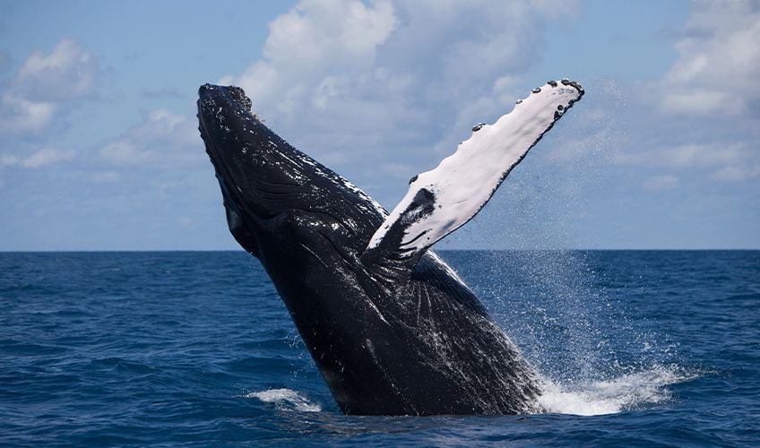 baleine en train de sauter dans les eaux de Guadeloupe