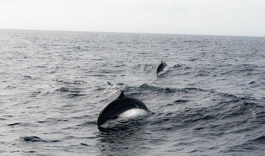 dauphins en train de sauter dans les eaux de Guadeloupe