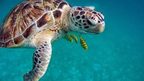 10 conseils pour voyager de manière eco-friendly