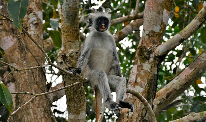 singe dans la forêt de Jozani à Zanzibar