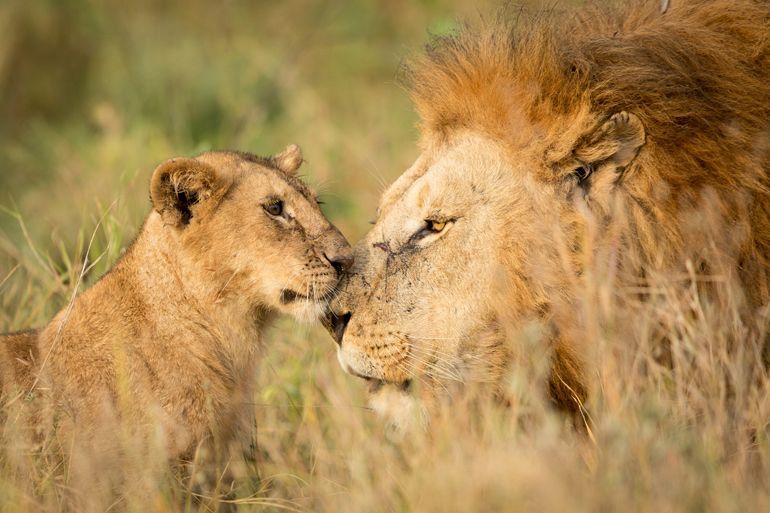 safari tanzanie