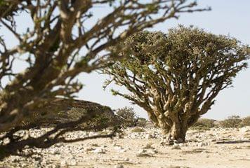 La Terre de l'Encens à Oman terre encens oman