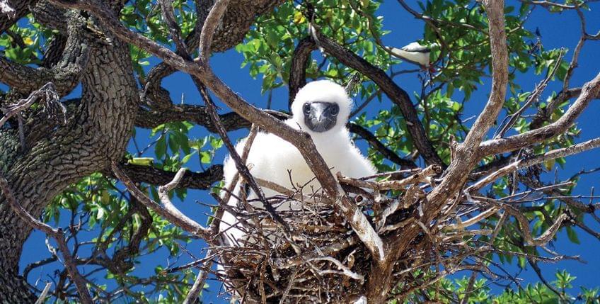 oiseau tetiaroa