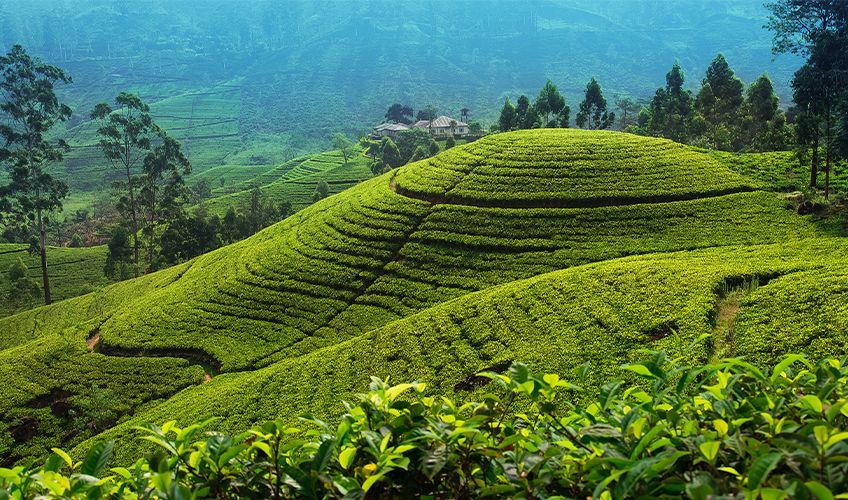 plantations de th� au Sri Lanka