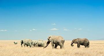 Top 3 des plus beaux parcs de la Tanzanie