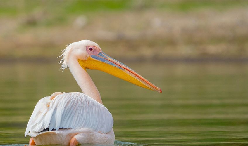 pelican sur le lac Navaisha au Kenya