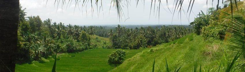 Top 5 des plus belles randonnées à Bali