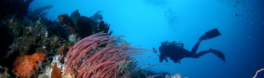 Top 5 des sites de plongée à Bali